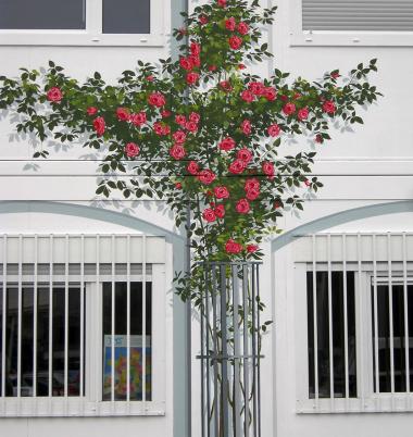 Trompe l'oeil rosier